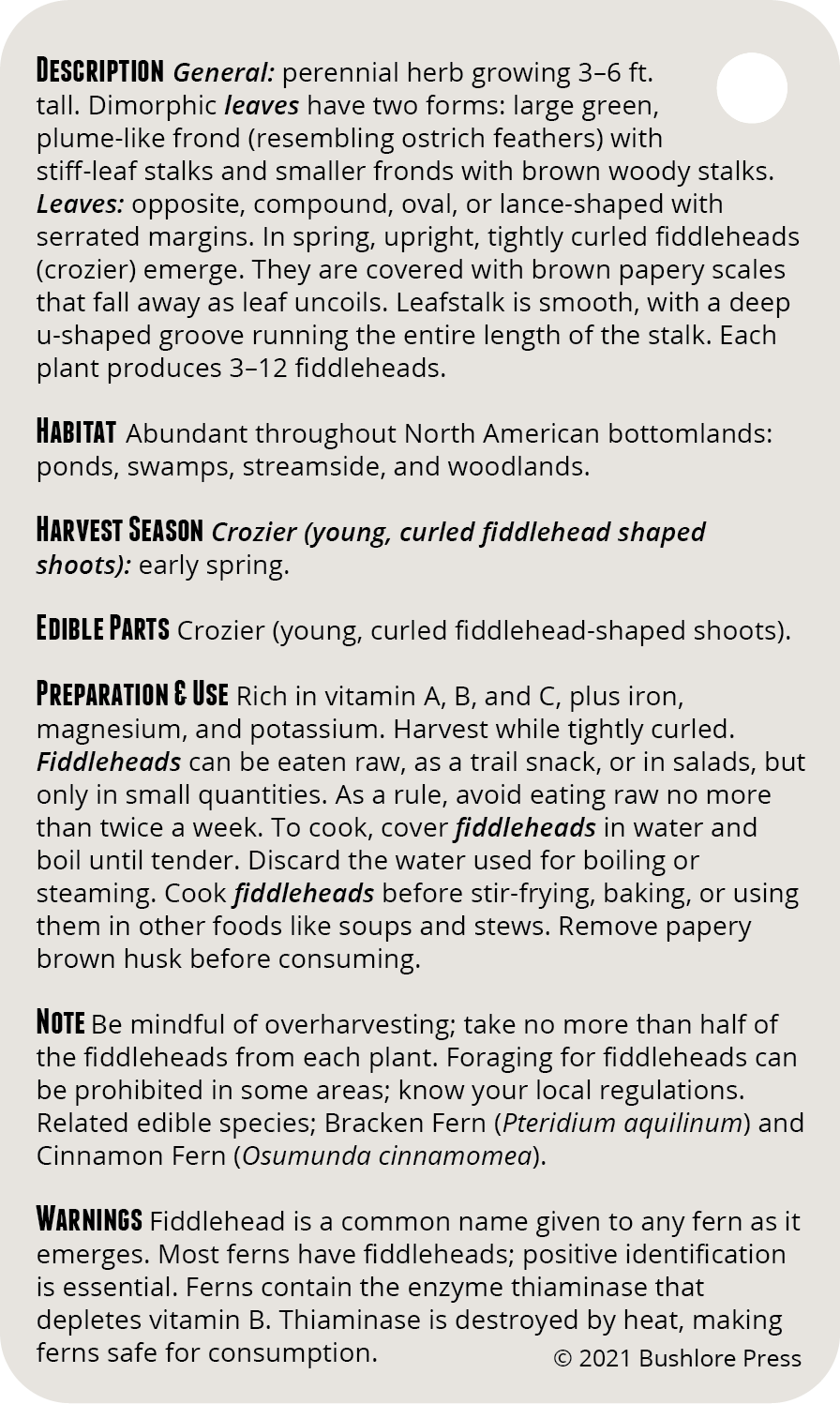 Wild Edibles 3.0 Field Guide